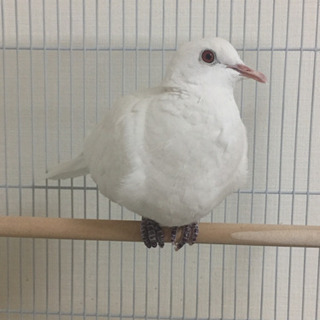 銀鳩の里親になってくれる方探しています