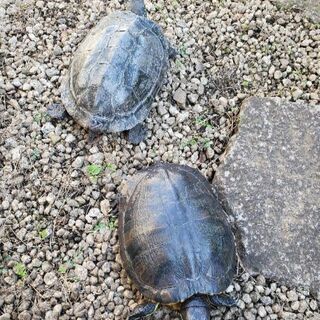 ミドリガメ　クサガメ　里親様募集