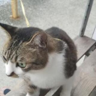 四歳メス　避妊手術済み