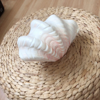 貝殻　の画像