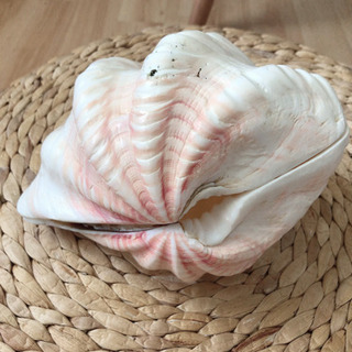 貝殻　の画像
