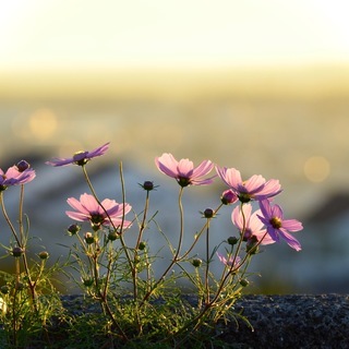 お悩み相談　心のご相談