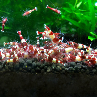 アクアリウムライングールプ（＾∇＾）
