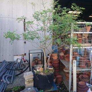 植木 庭にいかがでしょうか