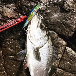 ルアー釣り仲間 − 鹿児島県