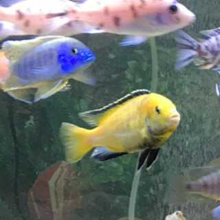 熱帯魚アフリカンシクリッド激安！ありがとうございます決まりました❣️