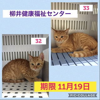 預かりさんに保護されました！里親募集継続中