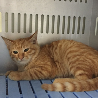 預かりさんに保護されました！里親募集継続中 - 猫