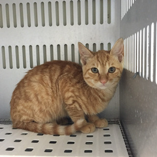 預かりさんに保護されました！里親募集継続中 - 柳井市