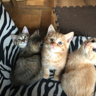 子猫の飼い主を探してます