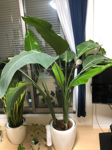 オーガスタ　10号鉢