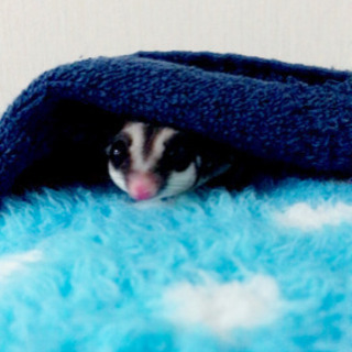 フクロモモンガ♀3歳