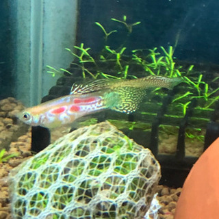 グッピー ゴールデンレースコブラ トップソード 稚魚5匹セット