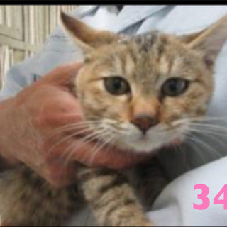 保健所収容11/20期限！人馴れしたキジトラちゃんを助けて！