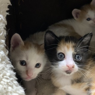 かしこくてやんちゃな子猫3匹の画像