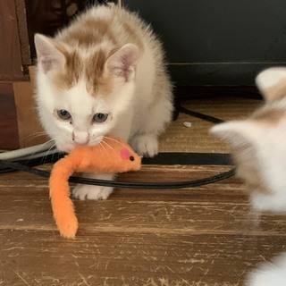 かしこくてやんちゃな子猫3匹 - 猫