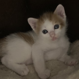 かしこくてやんちゃな子猫3匹 − 大阪府