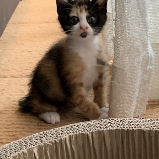 かしこくてやんちゃな子猫3匹 - 里親募集