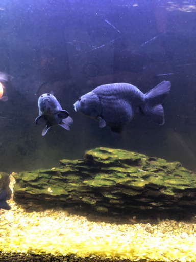 黒らんちう　13匹