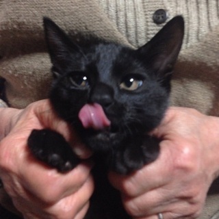 約3ヶ月 シャイなツヤツヤ黒猫ボーイ - 東大阪市