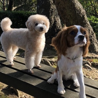 ペット、犬🐶 飼っているママさん募集♪