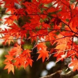 高野山の紅葉見に行きませんか − 和歌山県