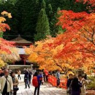 高野山の紅葉見に行きませんか - 伊都郡