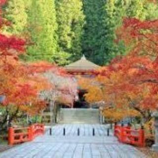 高野山の紅葉見に行きませんか - その他
