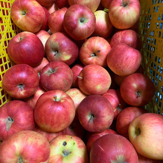 りんご 紅玉 加工向け！ 1kg〜の画像