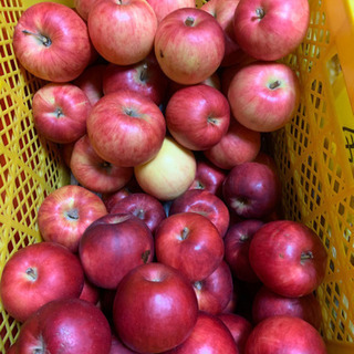 りんご 紅玉 加工向け！ 1kg〜の画像