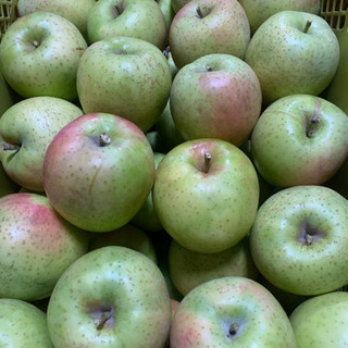 完熟りんご 王林 大.中玉 1kg〜