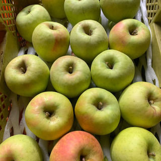 完熟りんご ぐんま名月 1kg〜