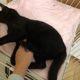 生後3〜4ヶ月の♀の黒い子猫ちゃんの里親さん募集しております