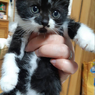 黒白のオスの子猫ちゃんの里親募集