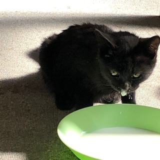 1週間ほど前に勤め先に現れた黒猫さん