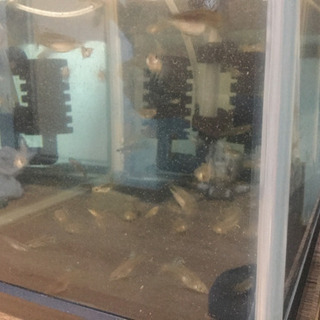 国産グッピーの画像