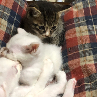 ターキッシュアンゴラミックスの赤ちゃんです。