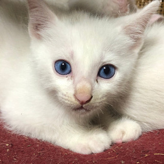 ターキッシュアンゴラミックスの赤ちゃんです。 - 名古屋市