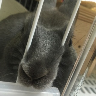 4歳 オス うさぎ