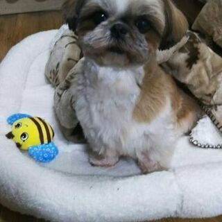 おとなしく甘えん坊なシーズー犬です