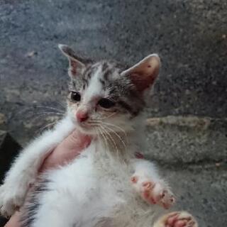 子猫(おそらく生後5カ月程度)の里親募集