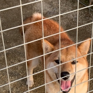 柴犬 メス 1歳