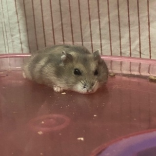 ジャンガリアン♂ 譲ります。