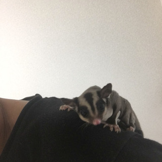 モモンガの子供