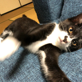 保護猫　子猫