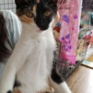 至急募集！可愛い子猫2匹  姉妹  3ヶ月すぎ