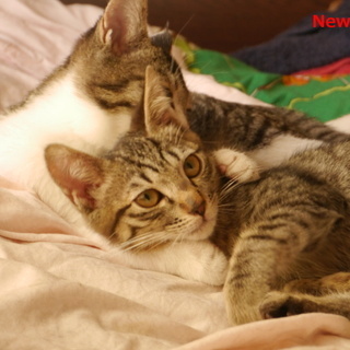 キジ模様の子猫　2カ月