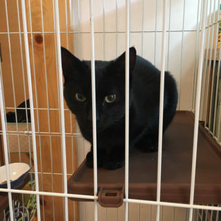 黒猫生後6ヶ月　ゲージ付き