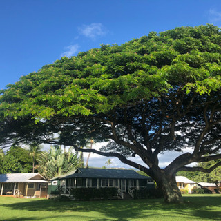 江戸川区 東葛西 🌺フラダンス 新規入門クラス開講のご案内🌺の画像