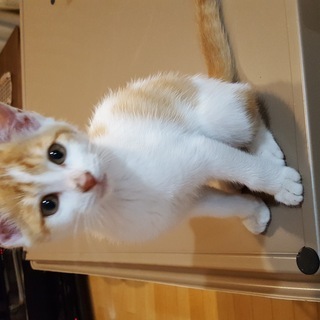 しっぽがしましまのおちびちゃん